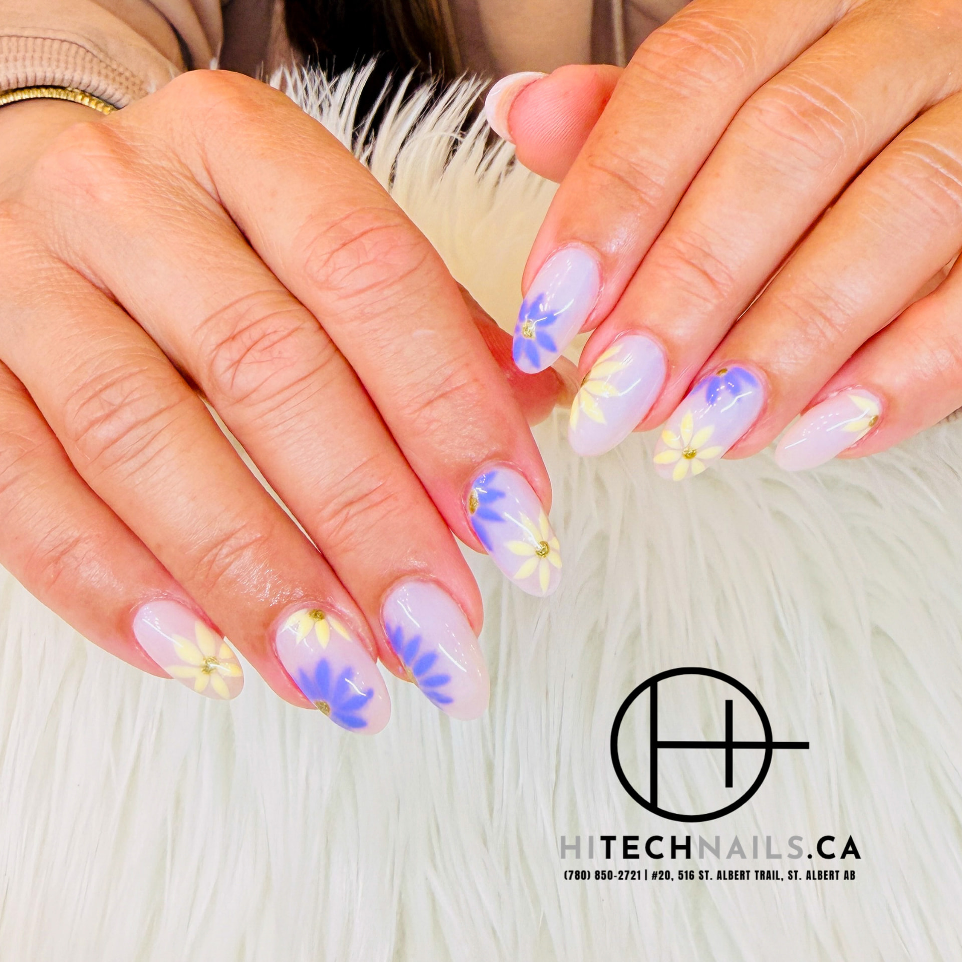 Lavender Daisy